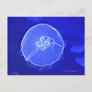 Carte Postale Méduse