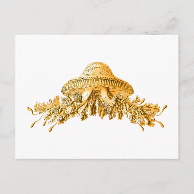 Carte Postale Méduse (Devant)