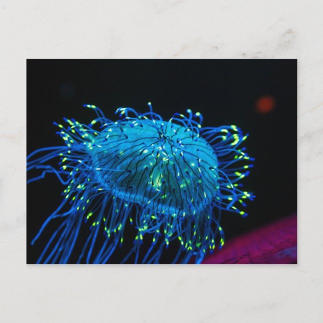 Carte Postale méduse bioluminescente (Devant)