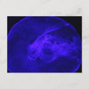 Carte Postale Méduse de lune # 32