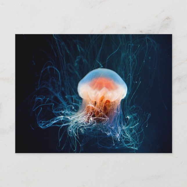 Carte Postale Méduse sous l'eau - Luminosité foncée (Devant)