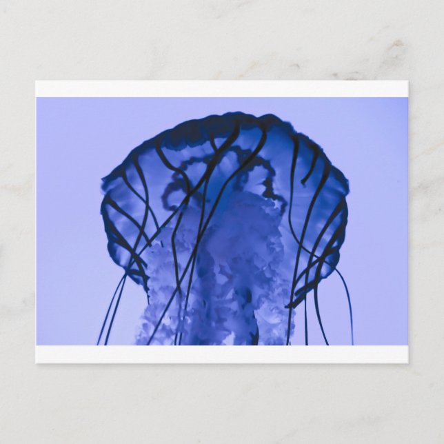 Carte Postale Méduse sur bleu (Devant)