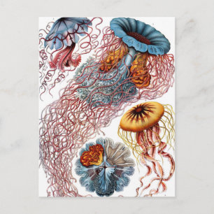 Carte Postale Méduse vintage par Ernst Haeckel, Discomedusae