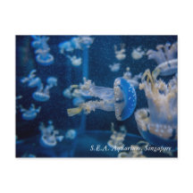 Méduses à S.E.A. Aquarium Singapour