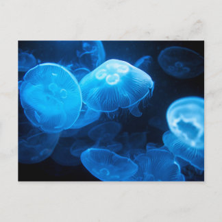 Carte Postale Méduses de lune (Aurelia Aurita)