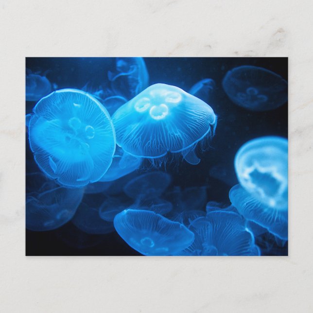 Carte Postale Méduses de lune (Aurelia Aurita) (Devant)