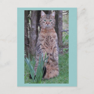 Carte postale Meercat