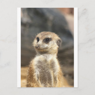 Carte Postale Meercat