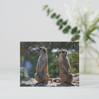 Carte postale Meercat