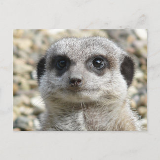 Carte Postale Meerkat