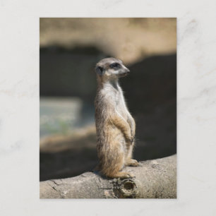 Carte Postale Meerkat