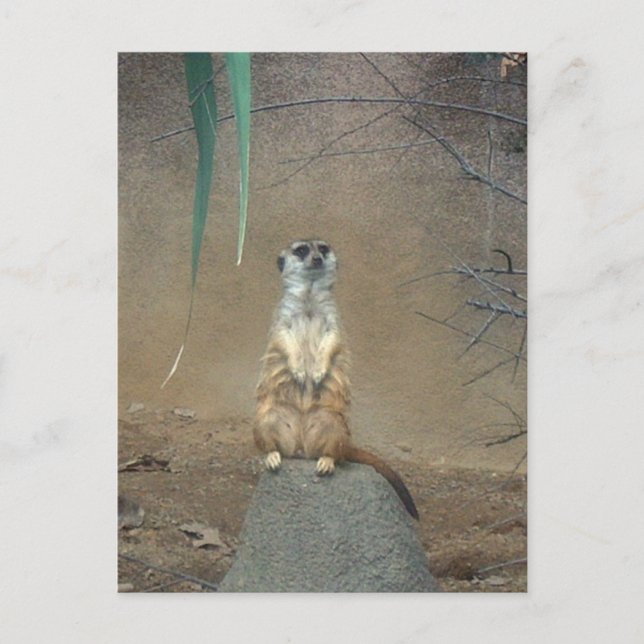 Carte Postale Meerkat (Devant)