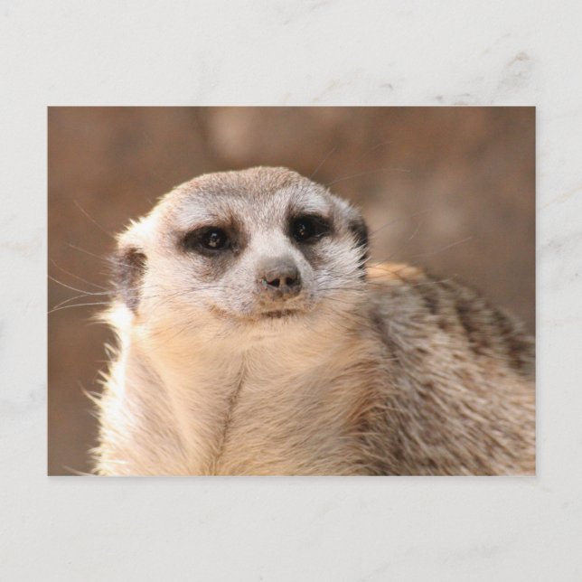 Carte postale Meerkat (Devant)