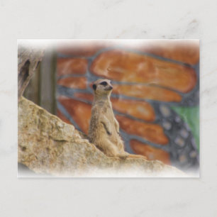 Carte postale Meerkat