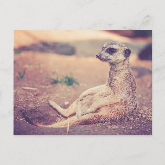 Carte Postale Meerkat (Devant)