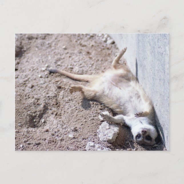 Carte postale Meerkat (004) (Devant)