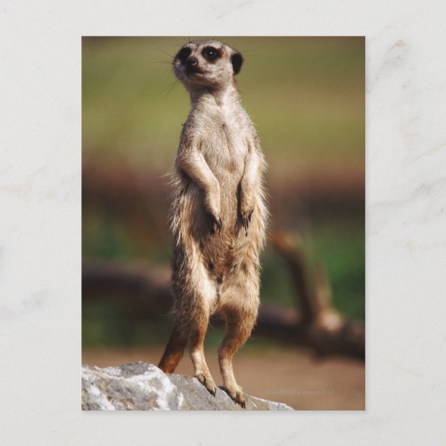 Carte Postale meerkat à queue mince (Devant)