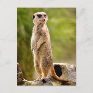 Carte Postale Meerkat debout sur un arbre de souche