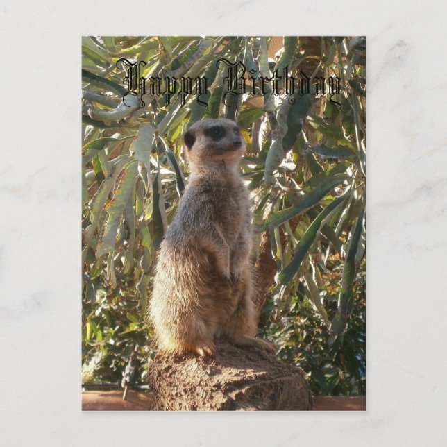 Carte Postale Meerkat En Garde, Joyeux Anniversaire (Devant)