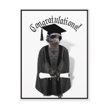 Meerkat Graduate avec gris et noir