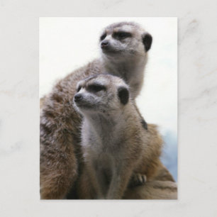 Carte postale Meerkat Pair