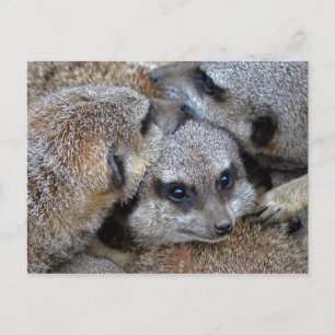Carte postale Meerkat Pile