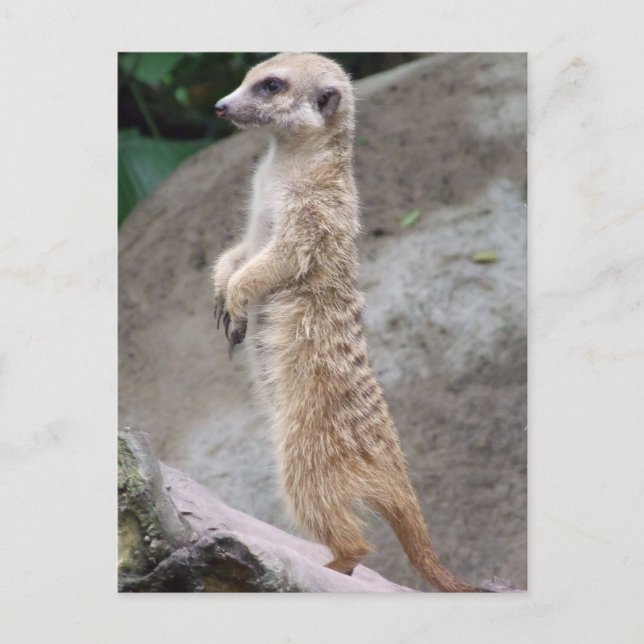 Carte postale Meerkat Posée (Devant)