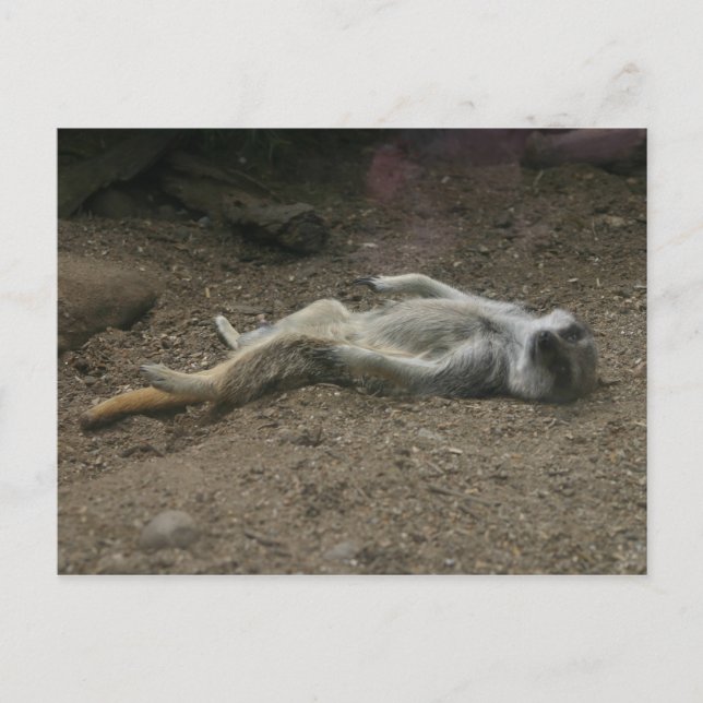 Carte postale Meerkat pour bronzer (Devant)