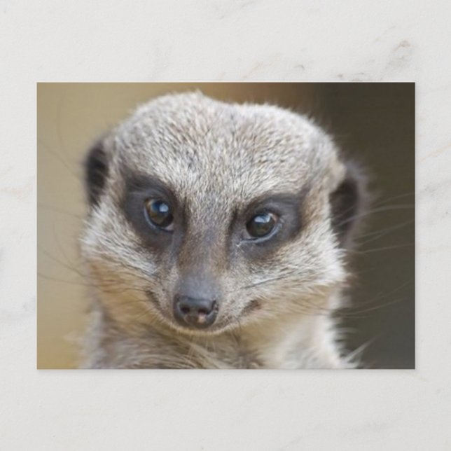Carte Postale Meerkat près (Devant)