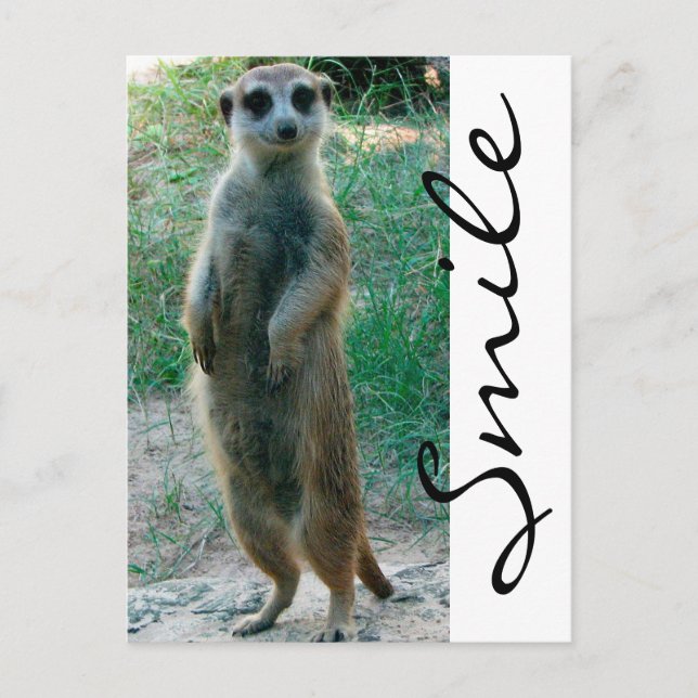 Carte Postale Meerkat Smile (Devant)
