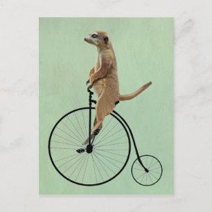 Carte Postale Meerkat sur Black Penny Farthing 2