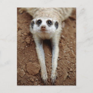 Carte Postale Meerkat (Suricata Suricatta) refroidissant