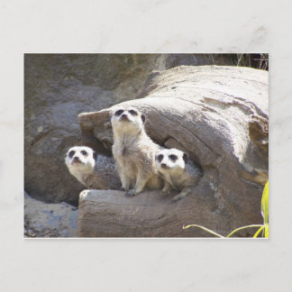 Carte Postale Meerkats