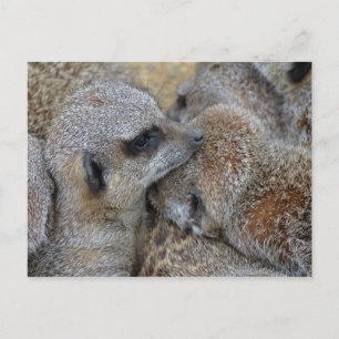 Carte postale Meerkats