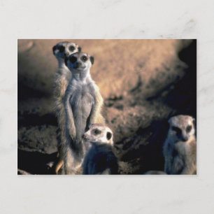 Carte Postale Meerkats