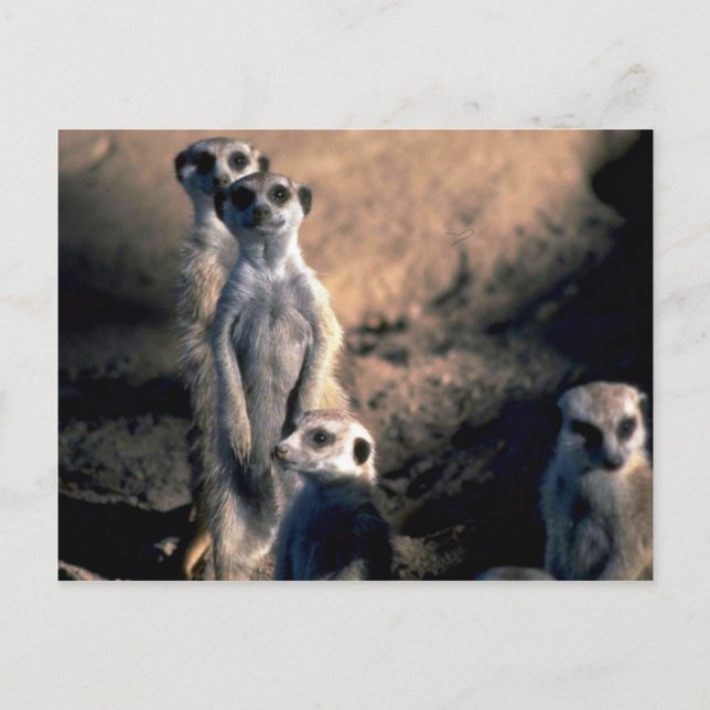 Carte Postale Meerkats (Devant)