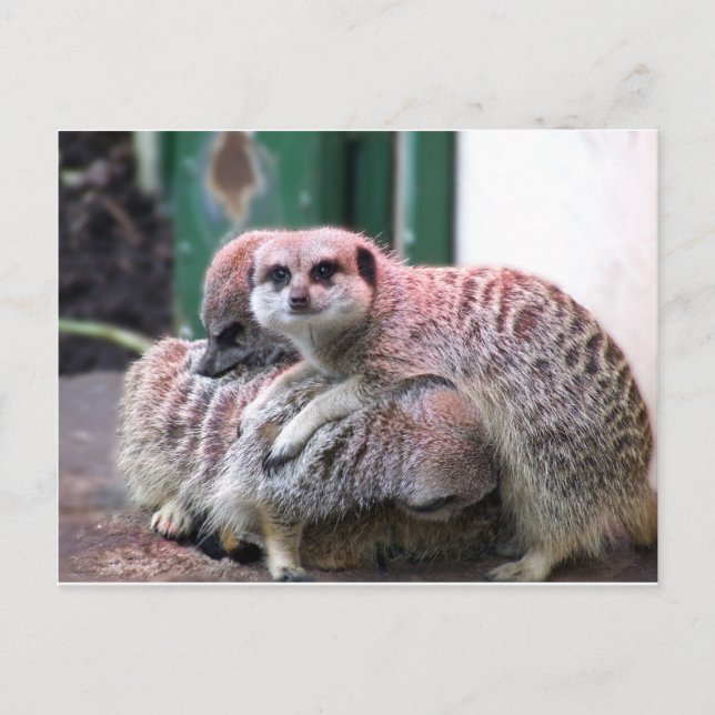 Carte Postale Meerkats (Devant)