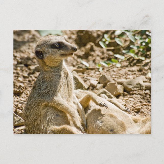 Carte postale Meerkats pour bronzer (Devant)