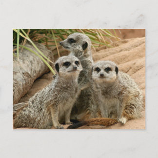 Carte Postale Meerkats sur la surveillance