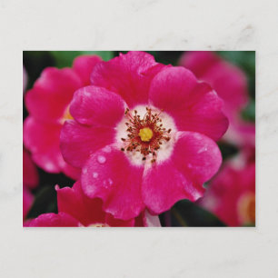 Carte Postale Meidiland rose (tm) Arbuste Rose 'Meipoque' Jaune 