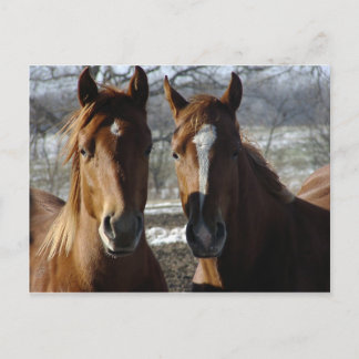 Carte Postale Meilleurs amis