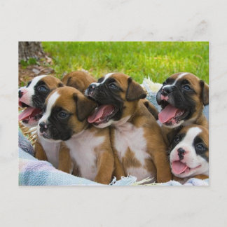 Carte Postale Meilleurs amis