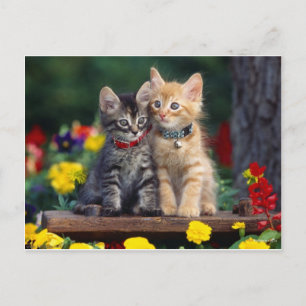 Carte Postale Meilleurs amis