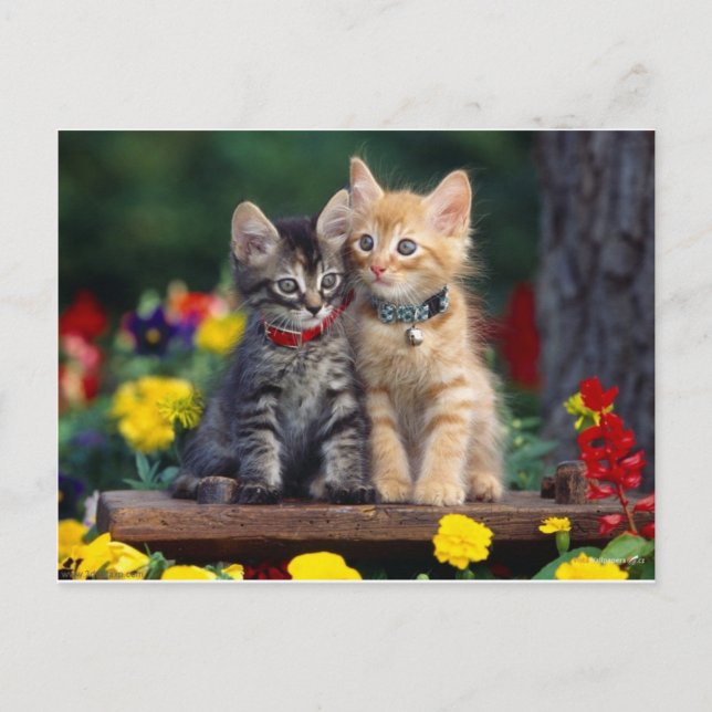 Carte Postale Meilleurs amis (Devant)