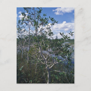 Carte Postale Melaleuca dans la zone marécageuse