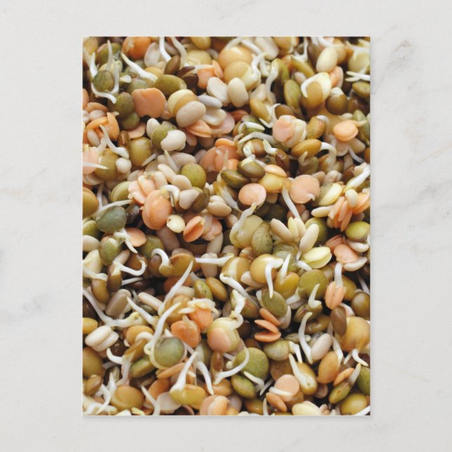 Carte Postale Mélange de lentilles (Devant)