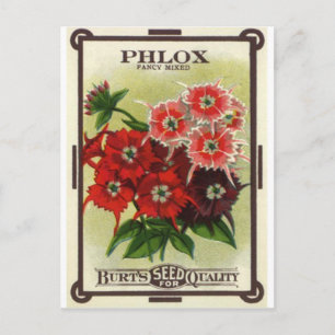 Carte Postale mélange de phlox