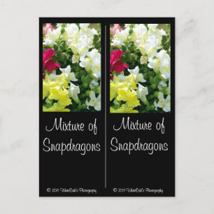 Carte Postale Mélange de Snapdragons