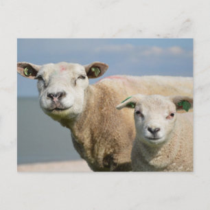 Carte Postale Mélange mouton