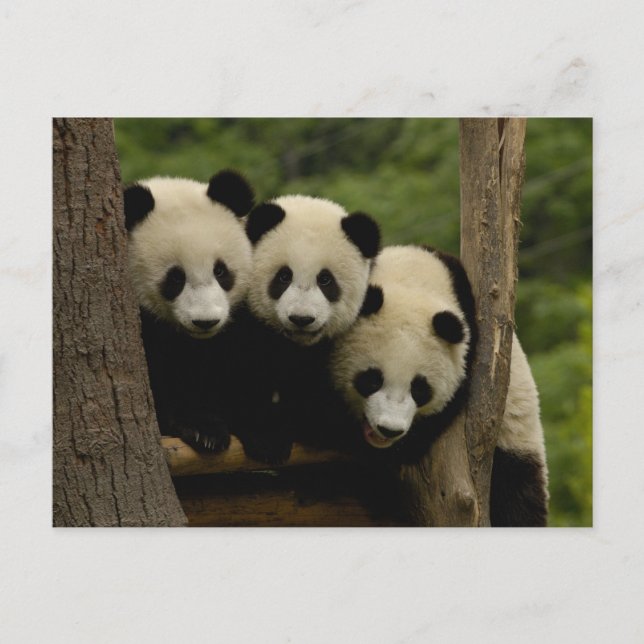 Carte Postale Melanoleuca d'Ailuropoda de bébés de panda géant) (Devant)